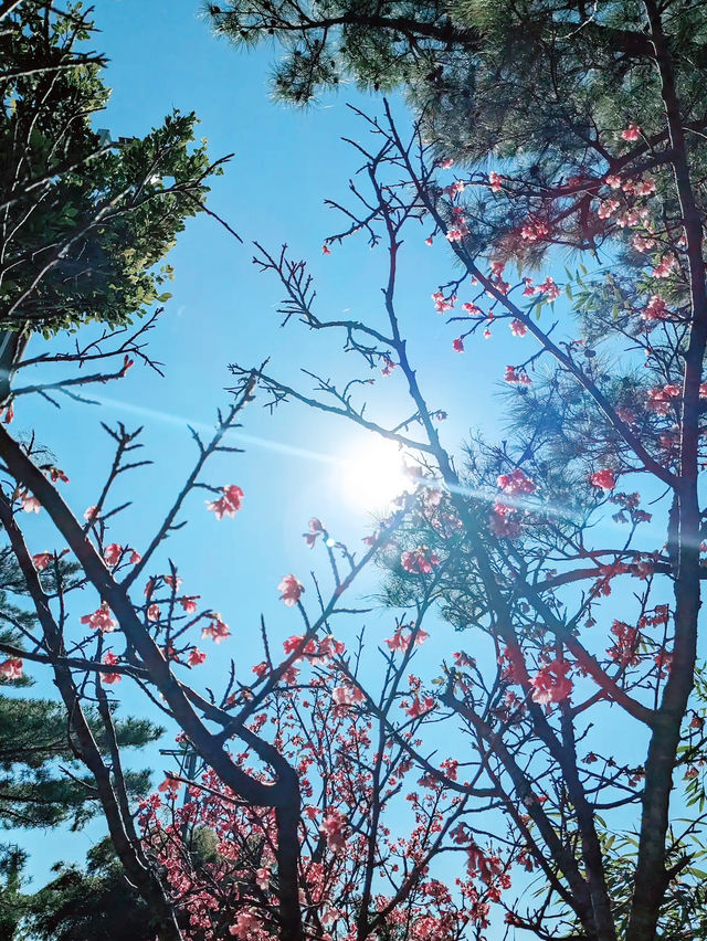 🌸 **森川公園櫻花觀賞遊覽分享** 🌸