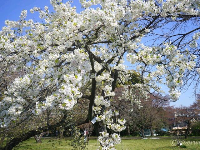 【東京】東大の附属施設でお花見！「小石川植物園」