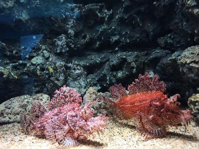 桃園xpark水族館，交通方便小而美~
