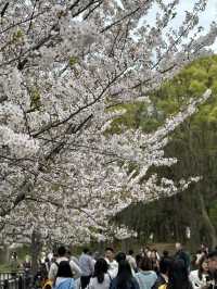大阪城森林公園的春日奇觀