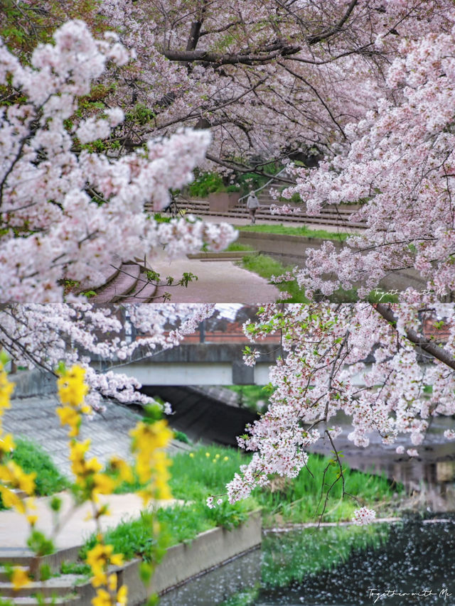 Fall in the Dreams of Sakura~🌸☁️