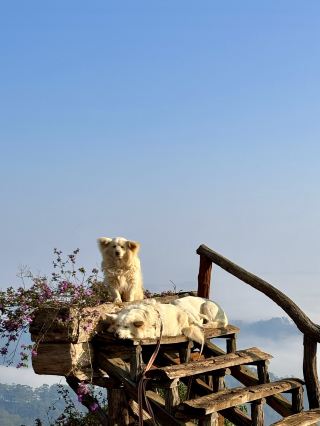Dreamy Days in Đà Lạt
