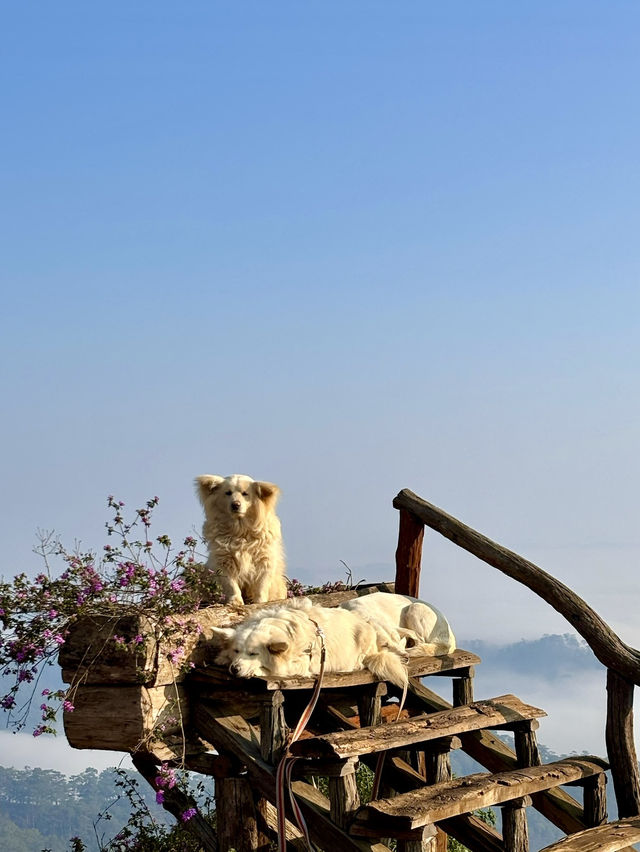 Dreamy Days in Đà Lạt