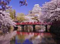 Chasing Sakura at Himeji Castle 🌸