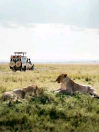 Wildlife Galore! 3 Days in the 1500km² Masai Mara!