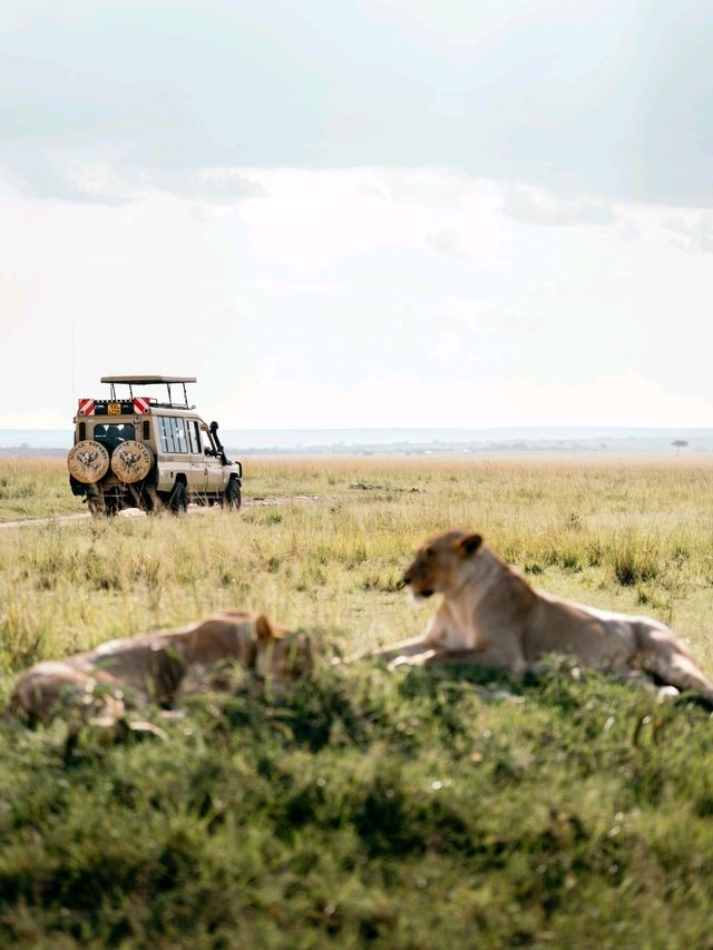 Wildlife Galore! 3 Days in the 1500km² Masai Mara!