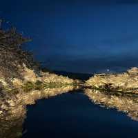 亮齋川~夜櫻之美