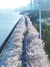 Chasing Sakura at Hangzhou