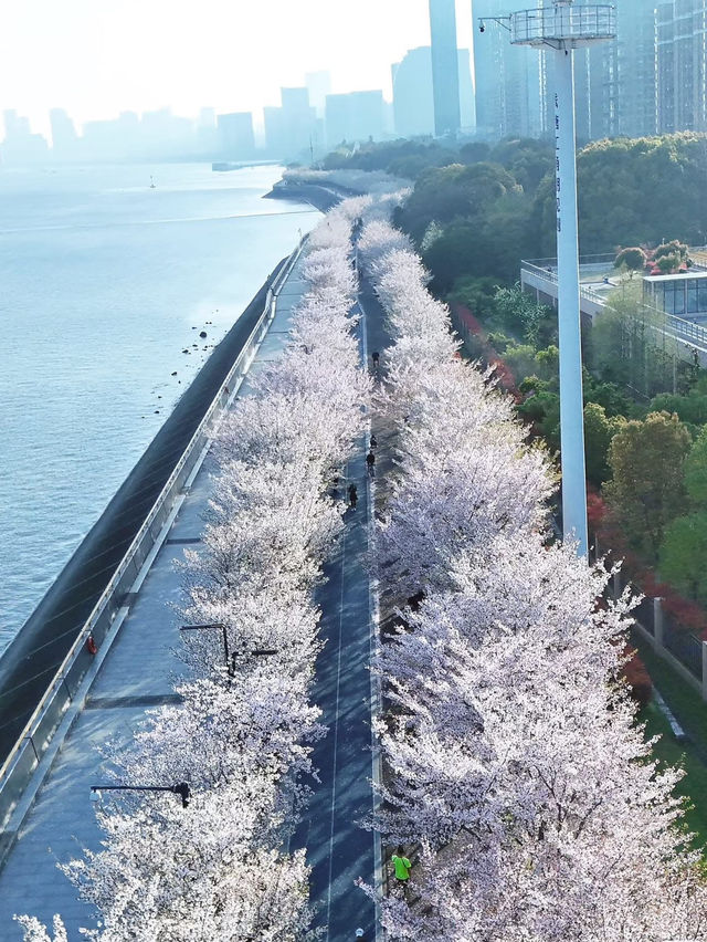 Chasing Sakura at Hangzhou