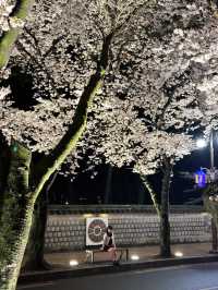 다음주 벚꽃으로 가득한 경주🌸벚꽃명소 모음🌸