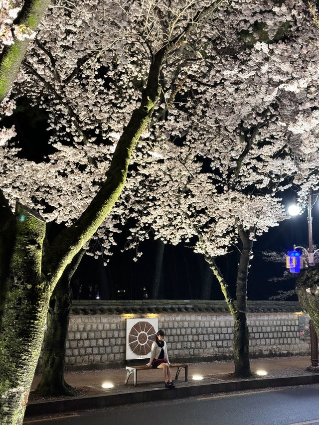 다음주 벚꽃으로 가득한 경주🌸벚꽃명소 모음🌸