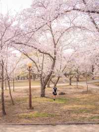 다음주 벚꽃으로 가득한 경주🌸벚꽃명소 모음🌸