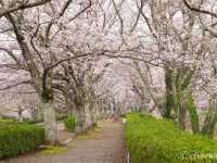 【京都】京都市郊外、亀岡にある桜の名所「七谷川和らぎの道」