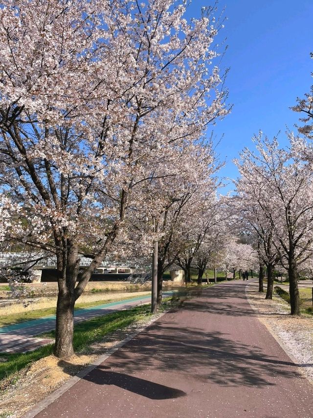 남양주 한적한 벚꽃 스팟!🌸
