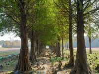 ป่าสน1000ปี🌲🌲