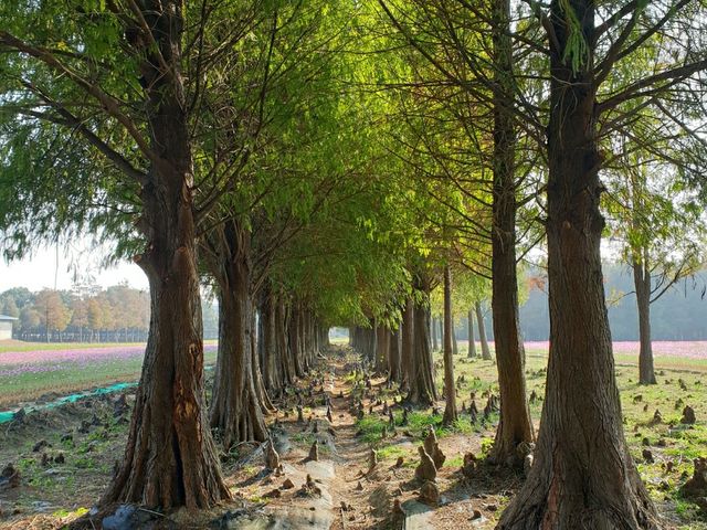 ป่าสน1000ปี🌲🌲