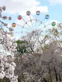 Cherry Blossoms in Full Bloom at Hamamatsu Flower Park