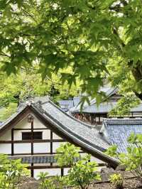 Spring Visit to Yanagidani Kannon Yōkoku-ji – A Hidden Floral Sanctuary in Kyoto