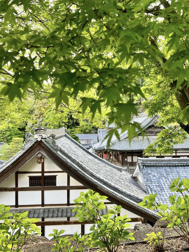 Spring Visit to Yanagidani Kannon Yōkoku-ji – A Hidden Floral Sanctuary in Kyoto