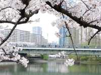 【大阪城｜桜に包まれる春の名所！お城×お花見の最強コンボ🌸🏯】