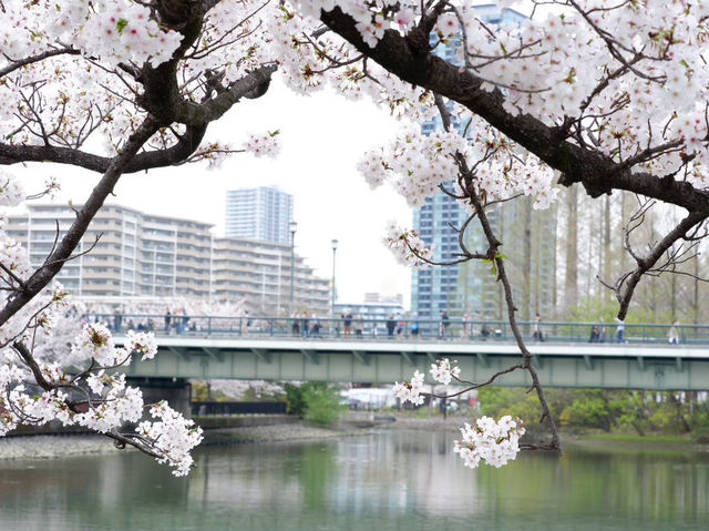 【大阪城｜桜に包まれる春の名所！お城×お花見の最強コンボ🌸🏯】