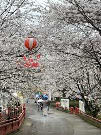 日本香川縣-賞櫻秘境「伊勢朝日山本宮」美到仙境