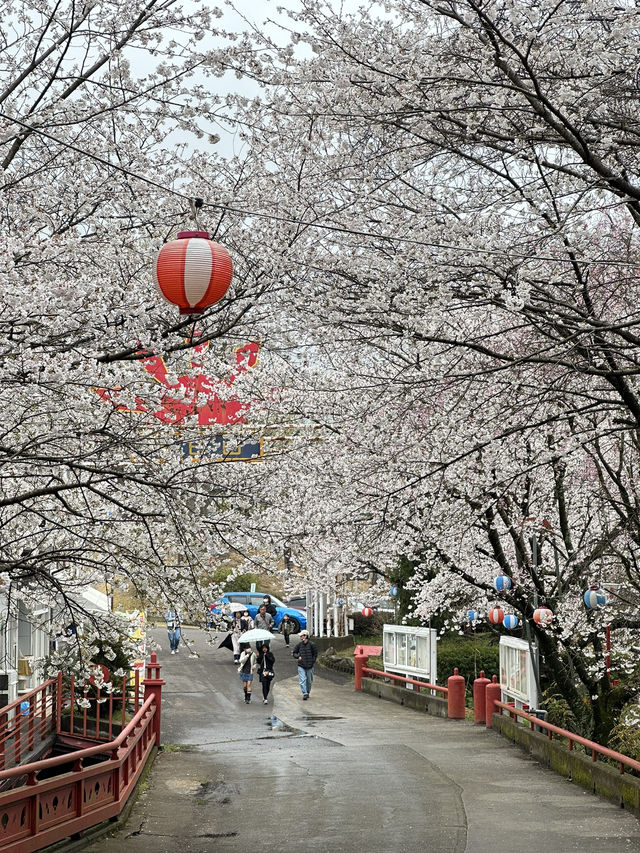 日本香川縣-賞櫻秘境「伊勢朝日山本宮」美到仙境