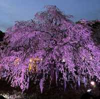 【名古屋観光】˗ˏˋ鶴舞公園の四季折々の魅力を堪能しよう🌸ˎˊ˗