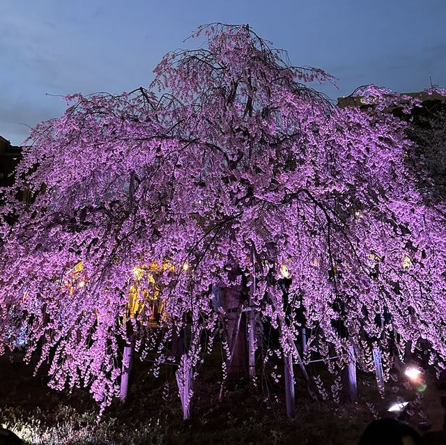 【名古屋観光】˗ˏˋ鶴舞公園の四季折々の魅力を堪能しよう🌸ˎˊ˗