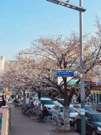 Pink Petal Paradise: Discovering Spring at Mokcheok Park
