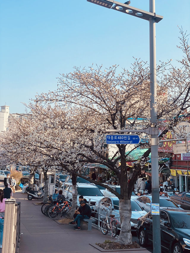 Pink Petal Paradise: Discovering Spring at Mokcheok Park