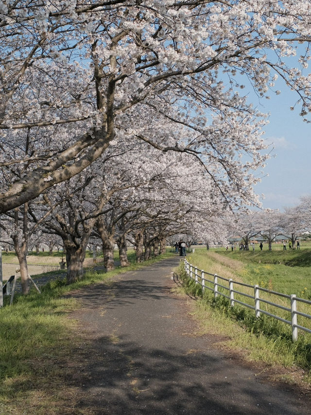 พาชมซากุระริมแม่น้ำ Kusaba | Fukuoka
