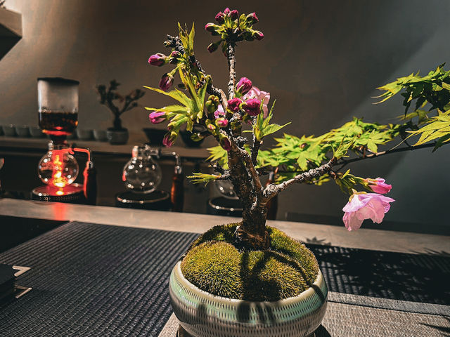 【名古屋】期間限定🌸桜の盆栽と頂くサイフォン式ドリンク