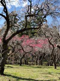 Plum Blossoms at Kyoto Botanical Gardens