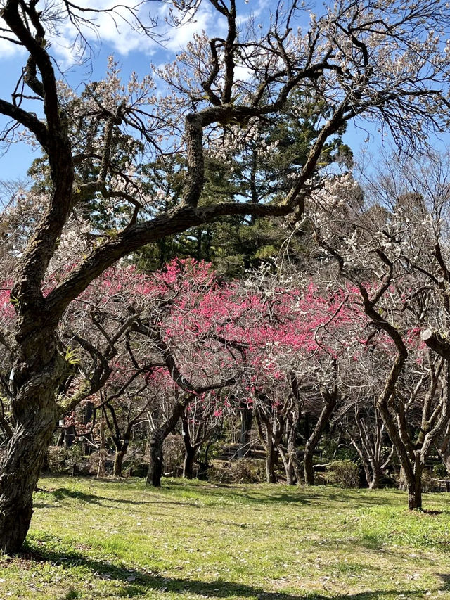 Plum Blossoms at Kyoto Botanical Gardens