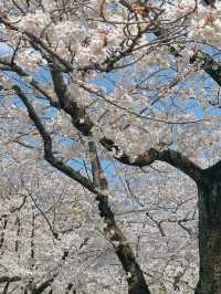 櫻花季2025 Spring 🌸🇯🇵 代々木公園
