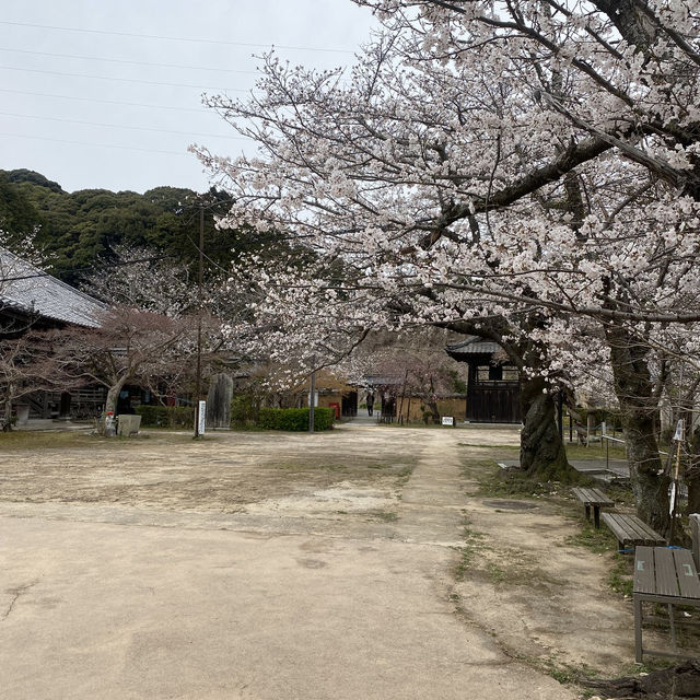 【山口県下関市長府🇯🇵功山寺】見どころたくさん☺️長府巡り