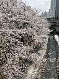 벚꽃 데이트 부산북구편 🌸🌸