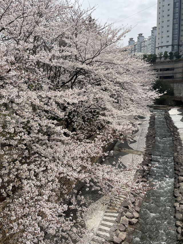 벚꽃 데이트 부산북구편 🌸🌸