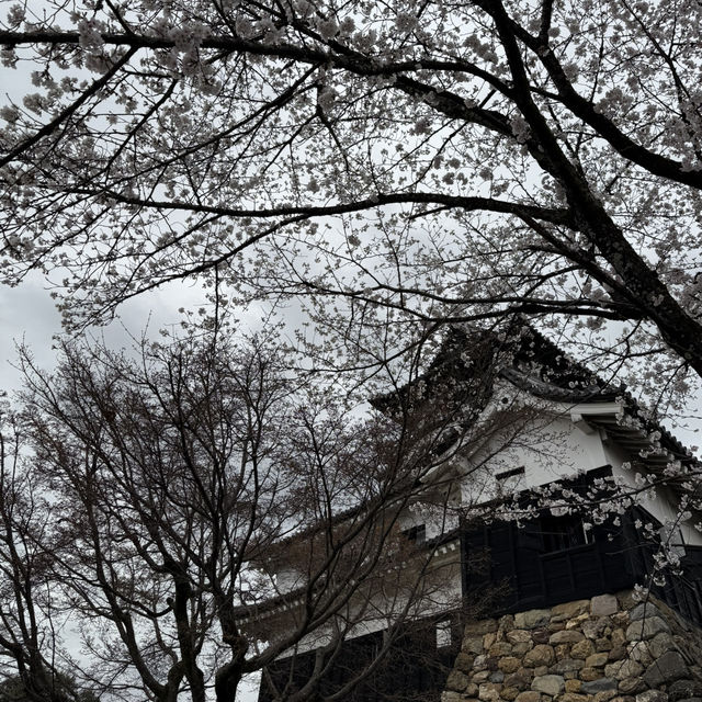 犬山城：櫻花簇擁的古城之美 🏯🌸
