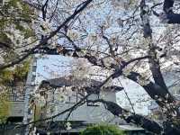 Nara Park, Japan - a Haven for Cherry Blossoms