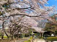 仙台賞櫻-小巧精美的錦町公園