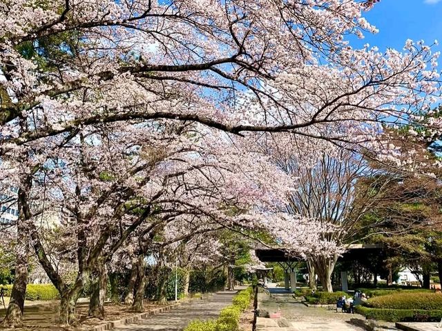 仙台賞櫻-小巧精美的錦町公園
