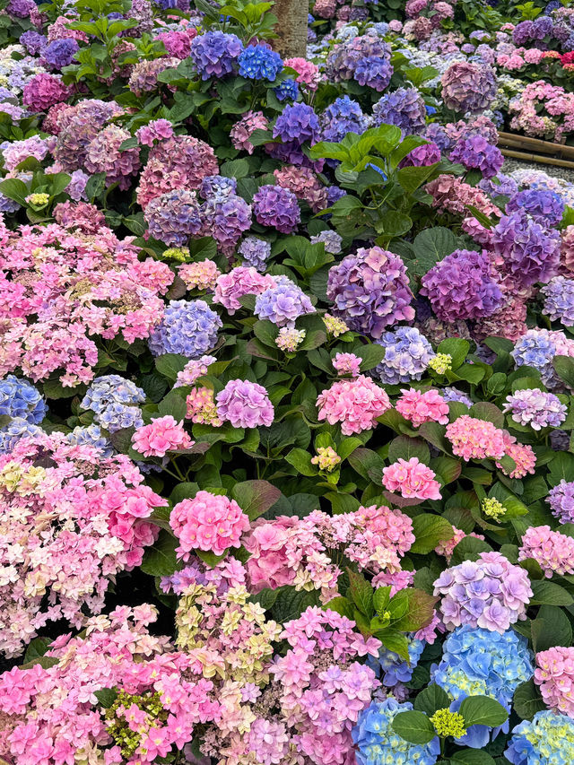 台北大森林公園｜城市裡的秘密花園