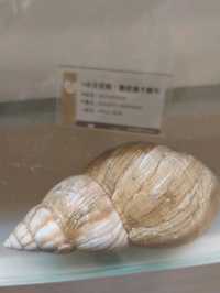 #旗津貝殼館-高雄市旗津區