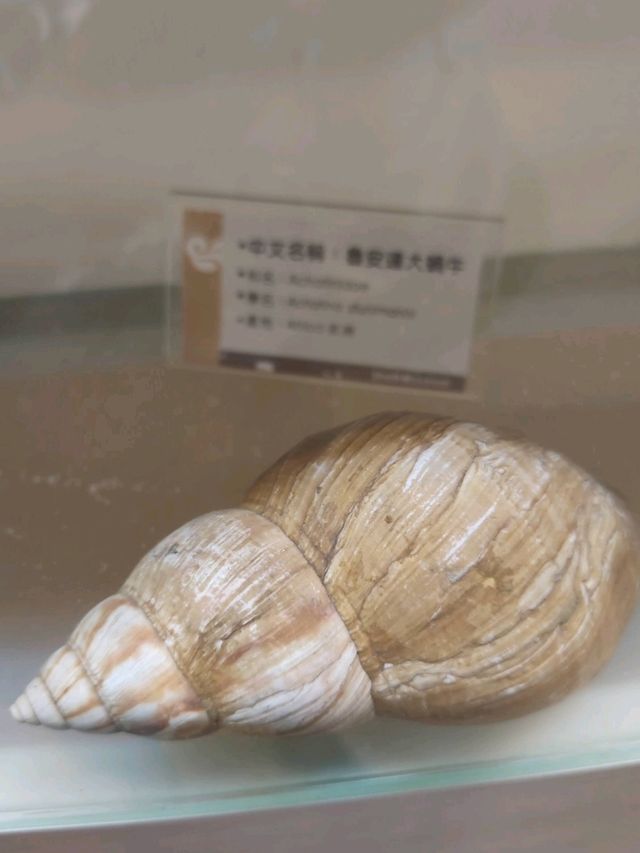 #旗津貝殼館-高雄市旗津區
