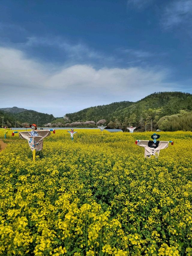 낭만가득 노랑 유채꽃축제가 열리는 진도💛