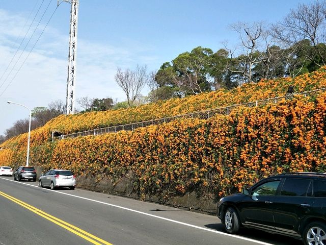 #炮仗花海公園-苗栗縣銅鑼鄉