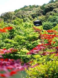 【京都】青紅葉の天国🍁 絶景スポット多数あり