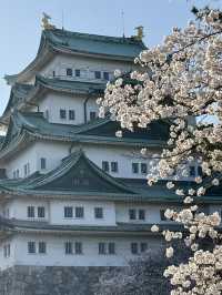 Evening cherry blossom in Nagoya castle @ Nagoya